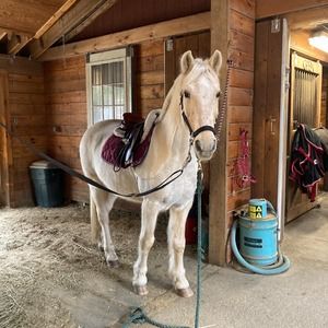 Meet your Posher, Paulina